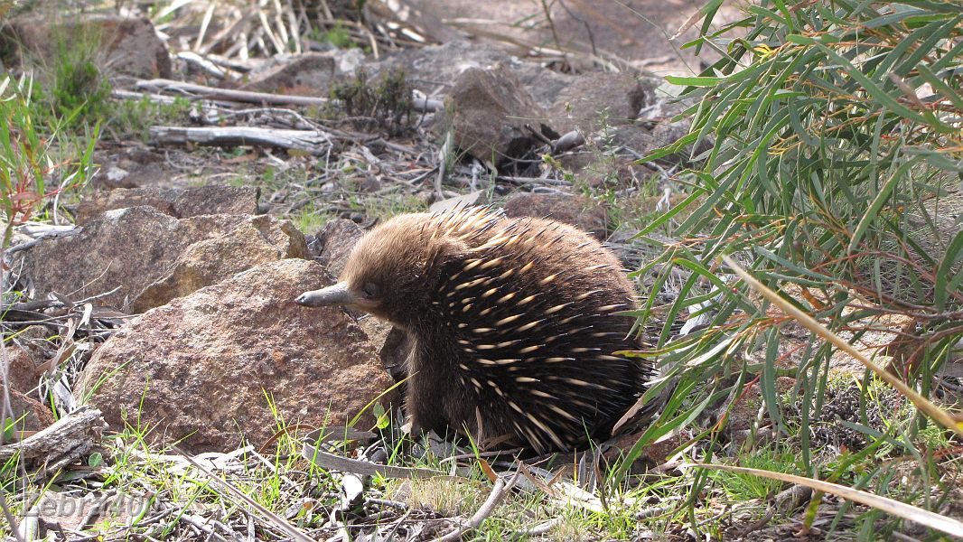 07-Baby Echidna greets us on the Swanston Road near Little Swanport.JPG